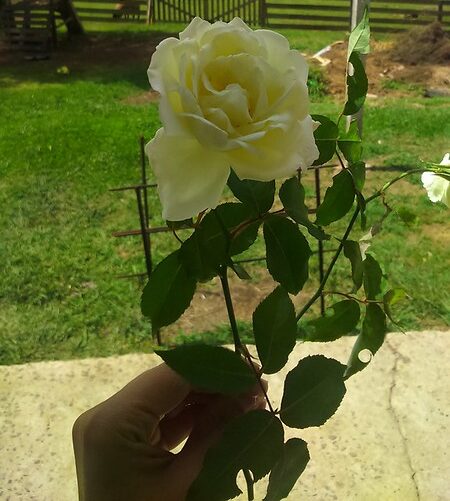 Mulher segurando flor branca em altar simbólico representando simpatia de fertilidade
