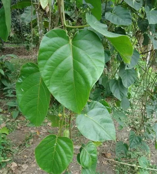 planta medicinal brasileira usada para tratar ansiedade naturalmente