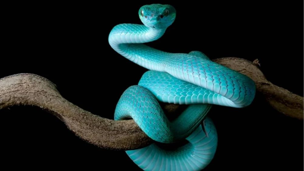 sonhos, cobra, traição, simbologia, inconsciente