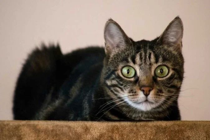 Gato com olhar enigmático em cenário onírico e escuro