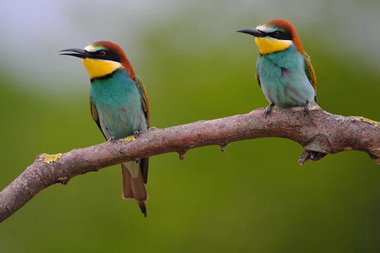 Pássaro voando em céu limpo, simbolizando sonho com liberdade emocional