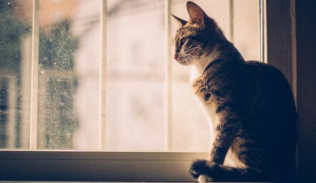 Gato sentado na janela de uma casa europeia simbolizando regra de restrição