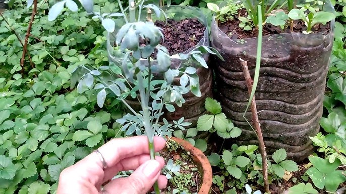 Arruda pendurada na entrada de uma casa representando proteção espiritual