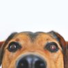 cachorro