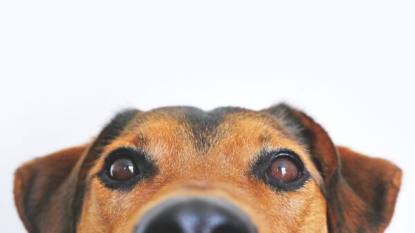 cachorro