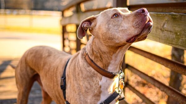 pit bull