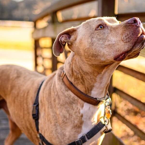 pit bull