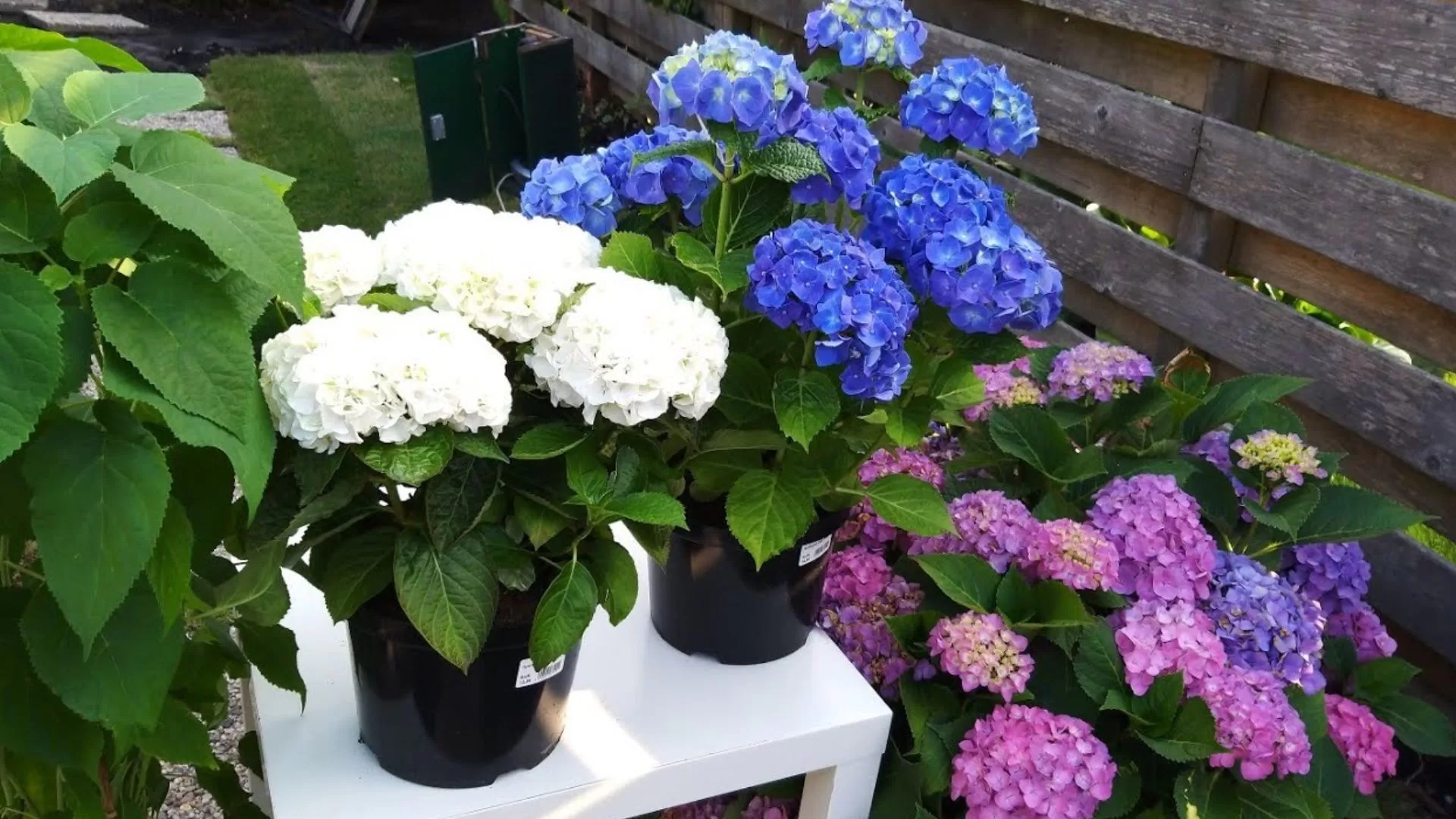 5 plantas que precisam ser podadas antes do fim de outubro, segundo jardineiros